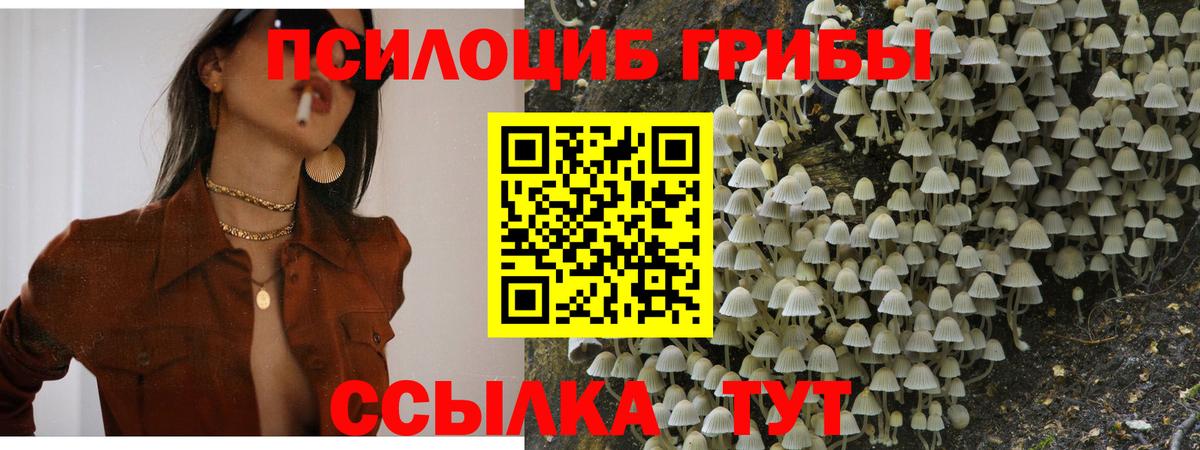 Псилоцибиновые грибы Psilocybine cubensis  Вход с VPN  Гусь-Хрустальный  Галлюциногенные грибы Psilocybine cubensis 
